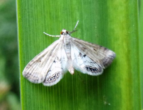 Réf. 194 561 : Cataclysta lemnata